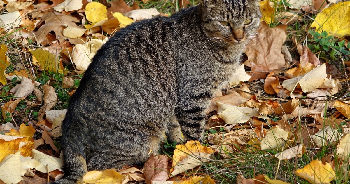 Your Common Cat Behavior Guide (and When to Raise Concerns) PawTracks