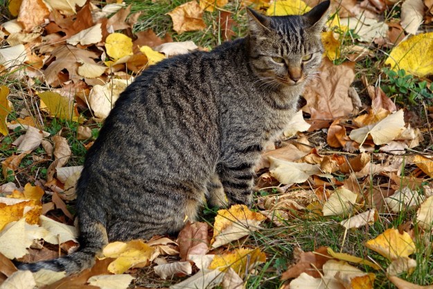 A gray cat in foliage