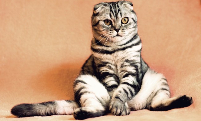 Derpy cat sits with its legs open and paws on the floor