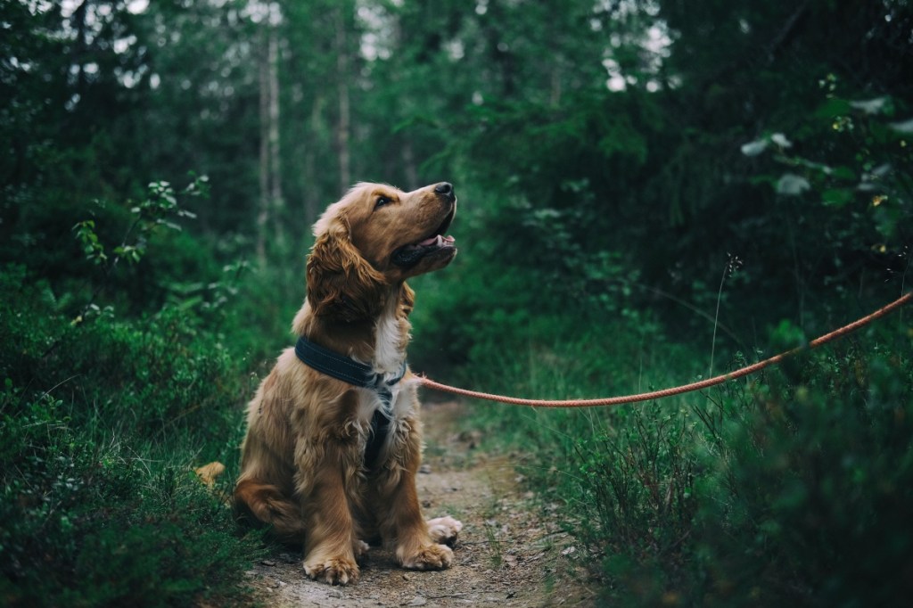Cocker spaniel in the woods