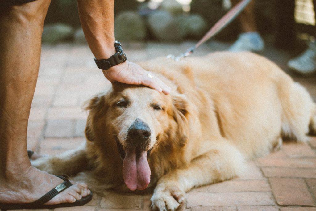 Happy golden lies down on the pavement to get pets