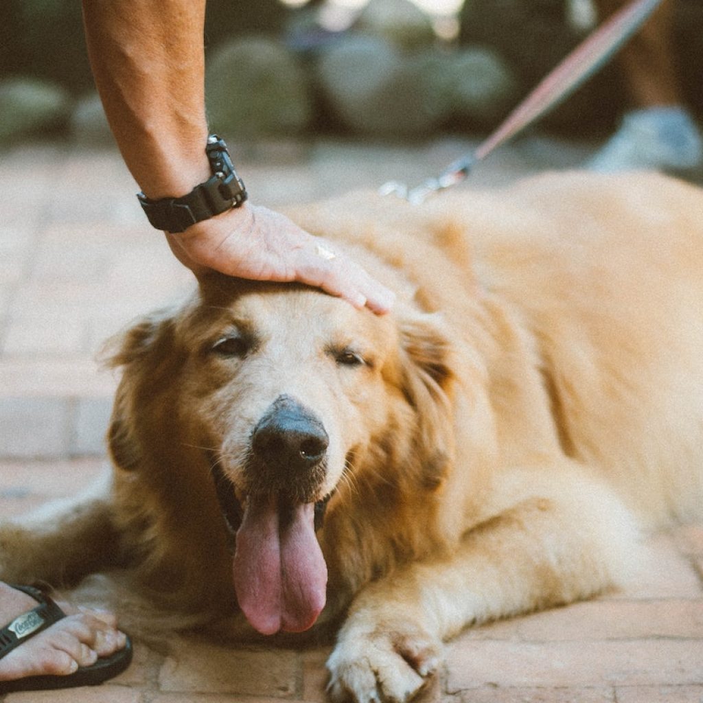 Happy golden lies down on the pavement to get pets