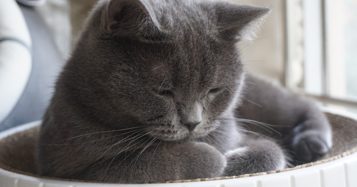 What Are the Signs of Urinary Tract Infections in Cats? PawTracks