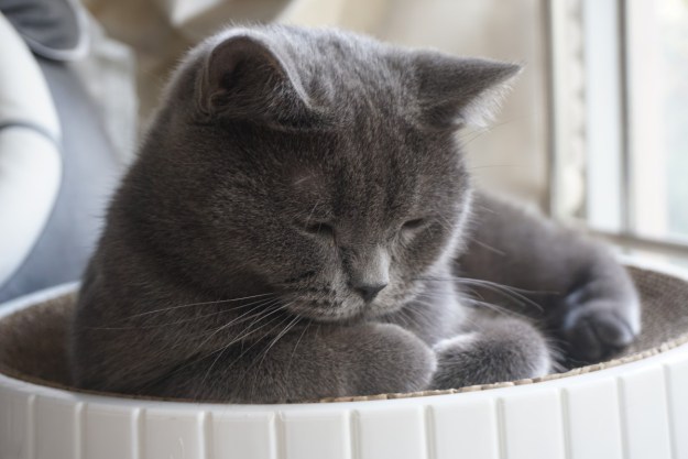 Gray cat in a cat bed