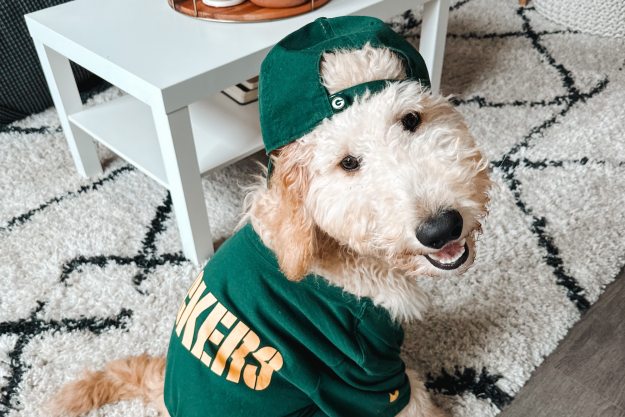 A poodle mix dog wearing a Green Bay Packers shirt and hat sits and looks into the camera
