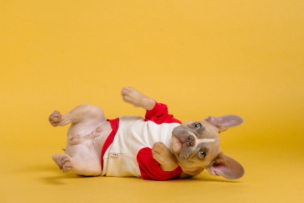 A French bulldog wearing a white and red baseball T-shirt lies on their side in front of a yellow background