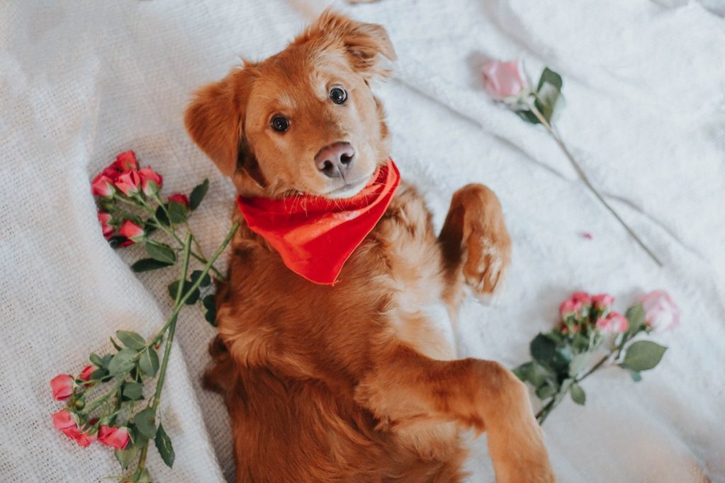 A dog lies on the bed surrounded by roses for Valentine's Day