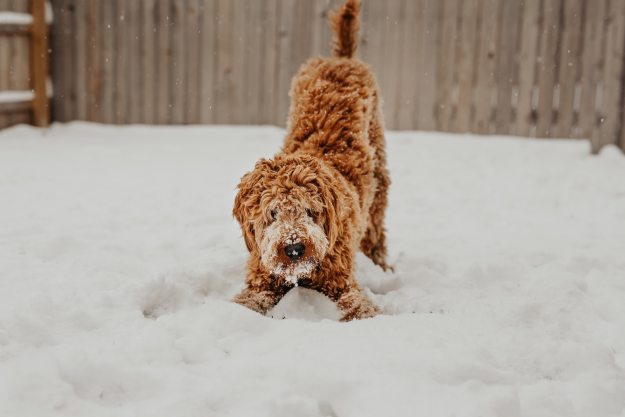 A poodle-mix dog crouches in the snow to play