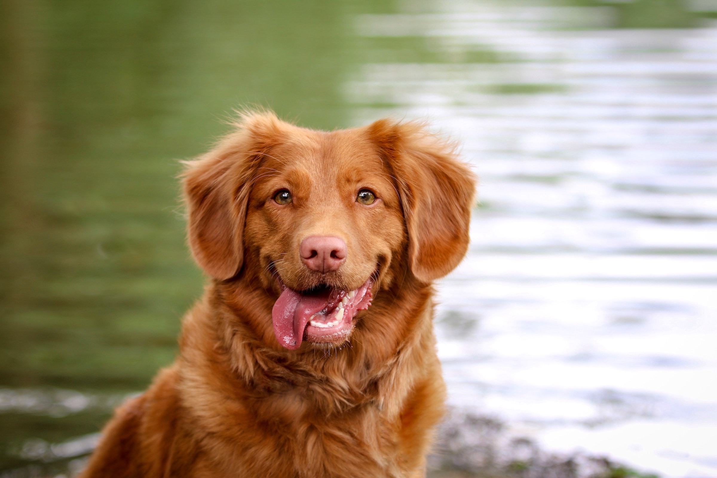 A happy Nova Scotia duck tolling retriever smiles at the camera