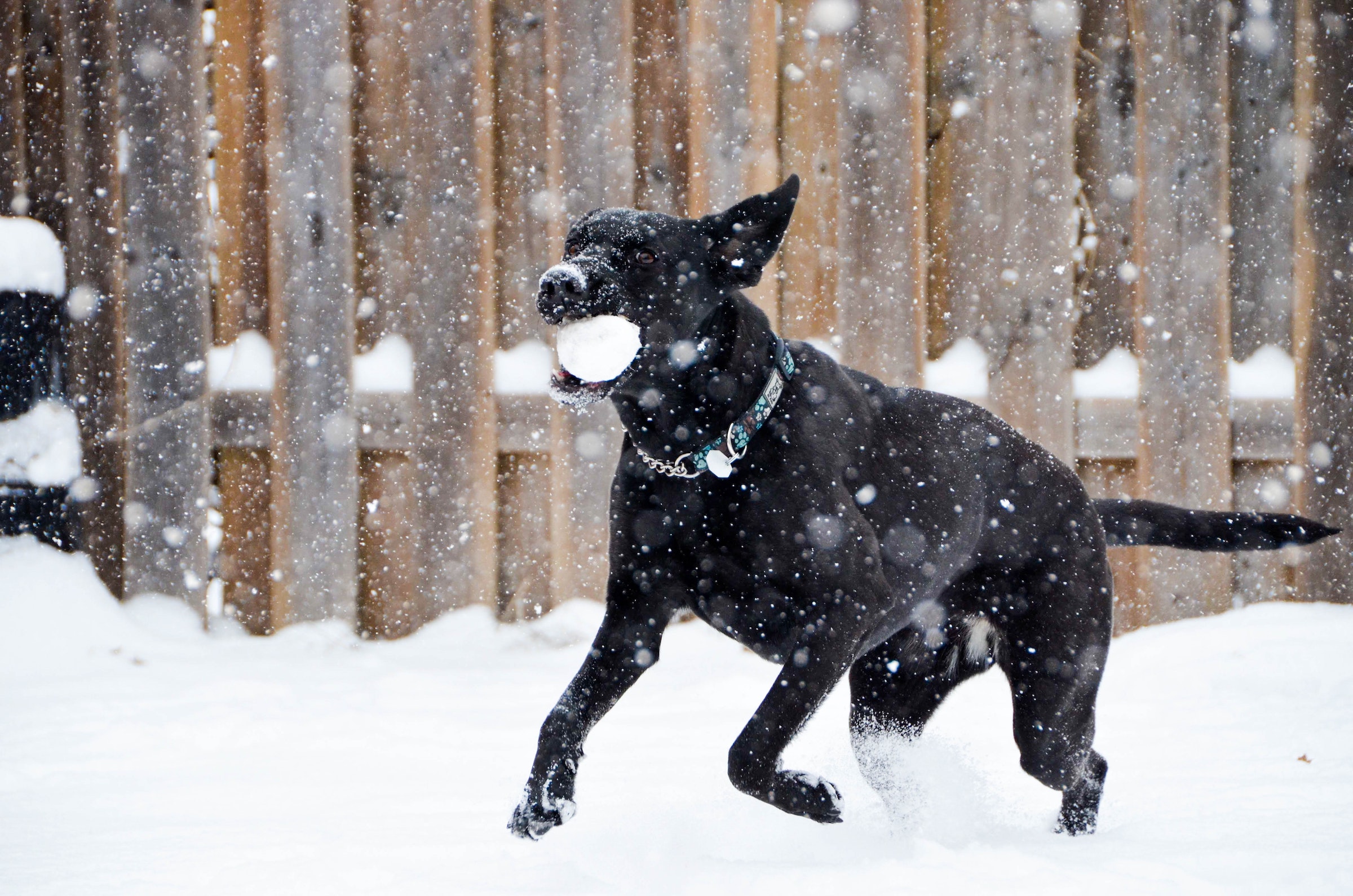 A black Labrador catches a snowball in his mouth
