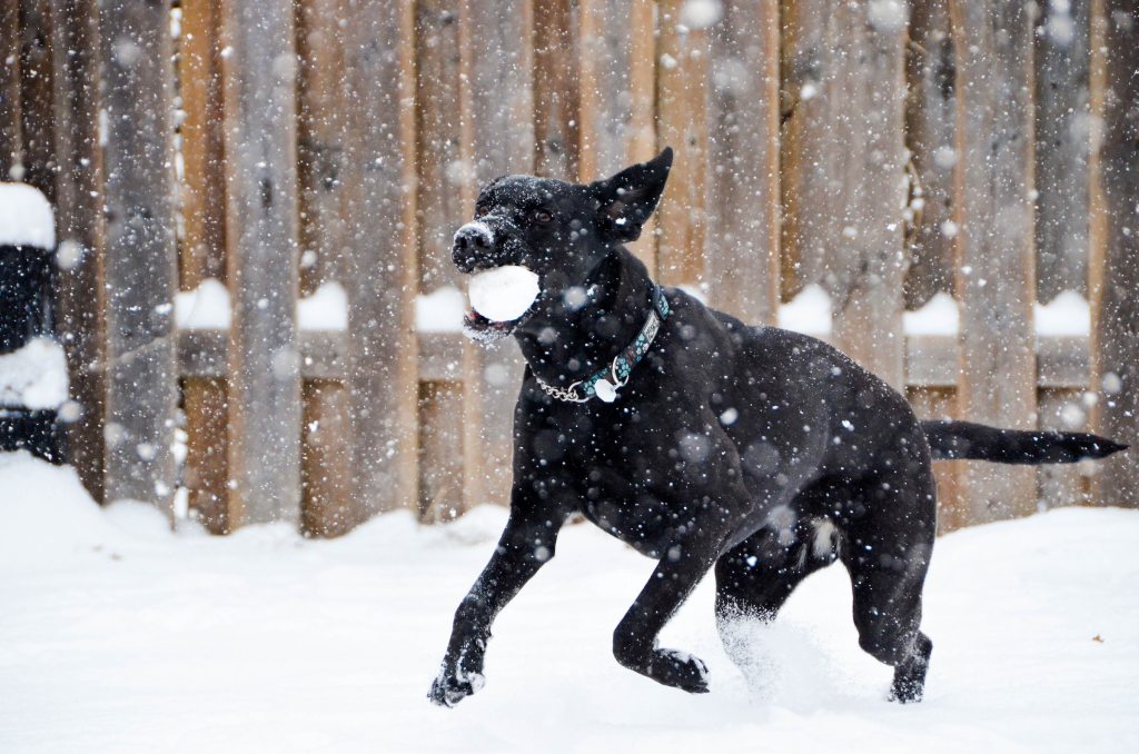 A Labrador retriever holds a snowball in his mouth and runs through a backyard