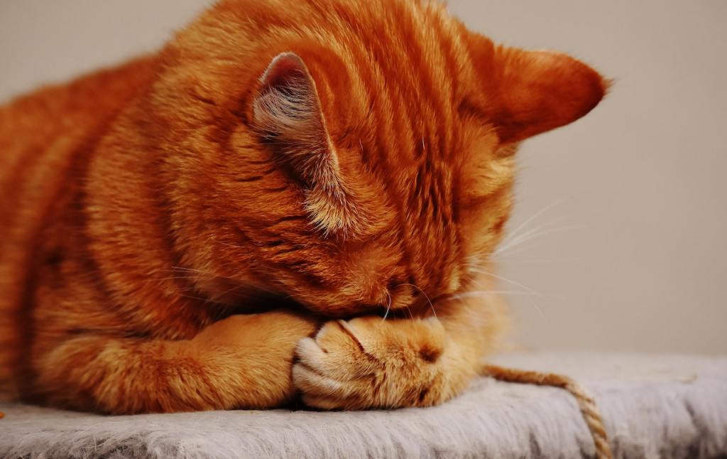 An orange tabby cat lies on a chair with her face buried in her front paws