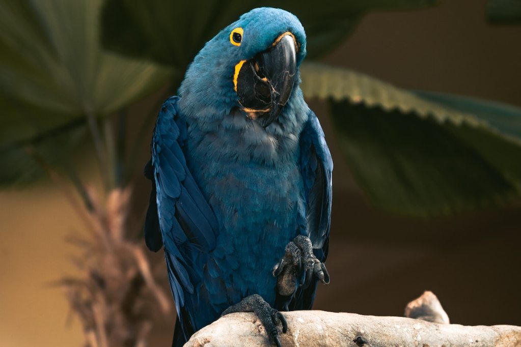 Parrot perches on a branch looking quizzically at the camera