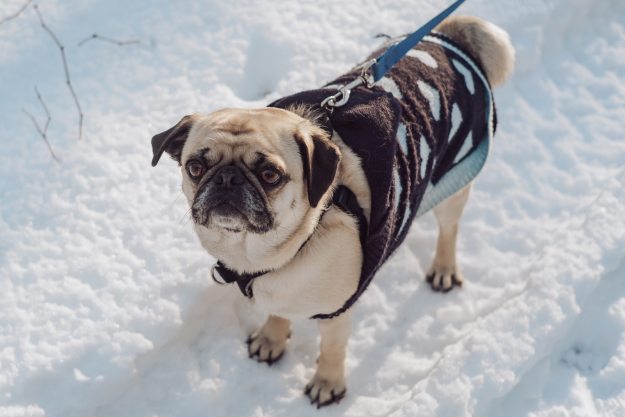 A pug wearing a sweater walks through the snow