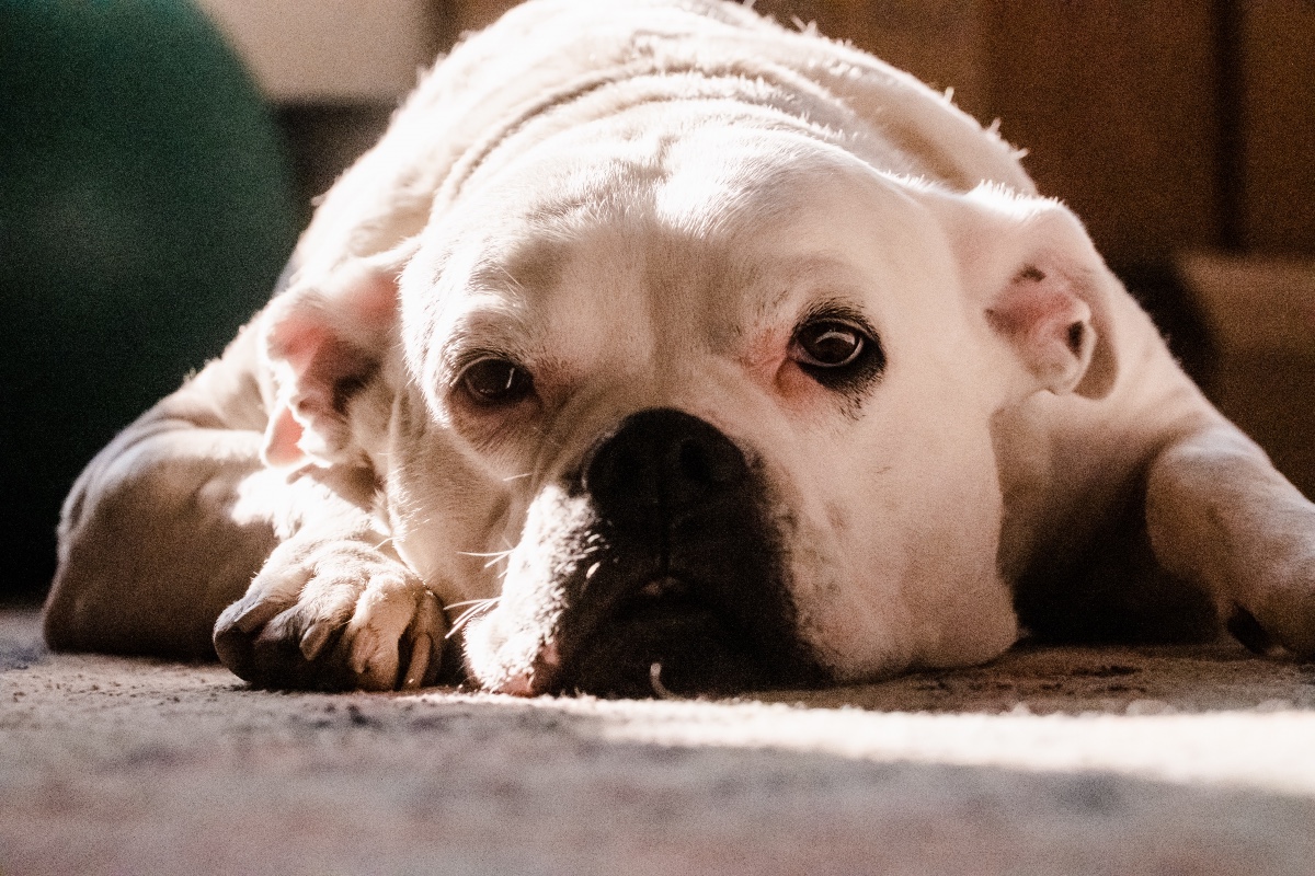 A sad white bulldog