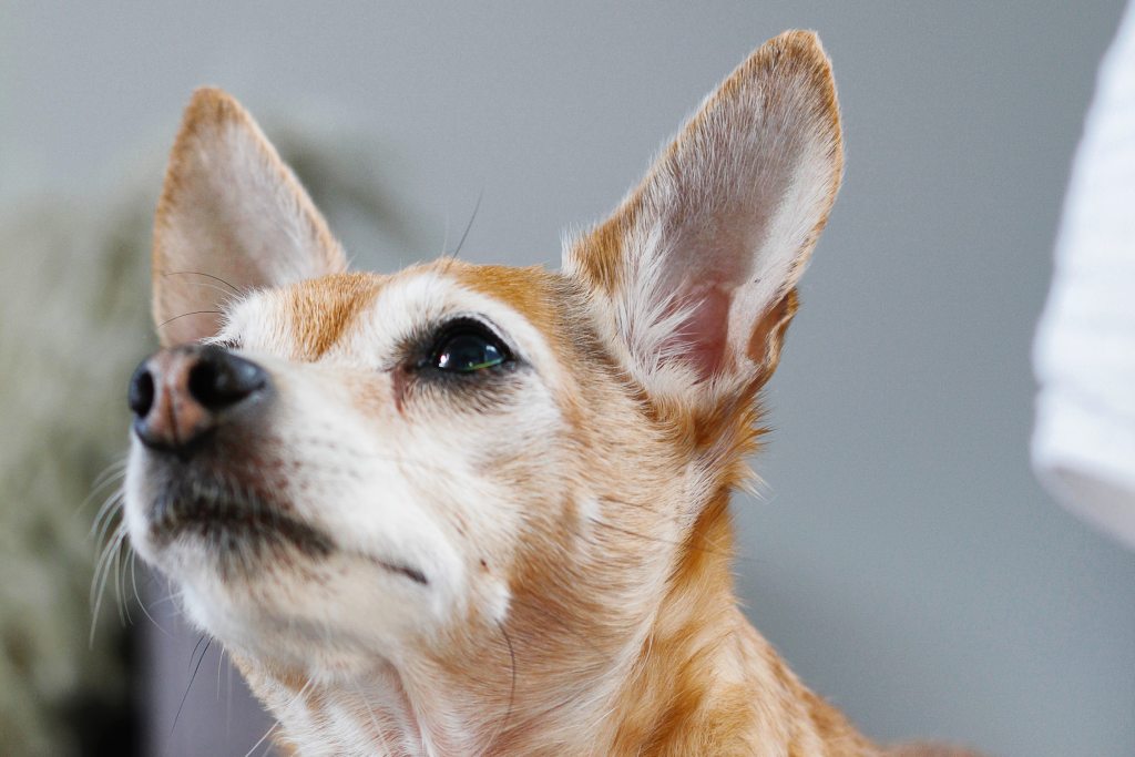 An elderly beige Chihuahua looks off into the distance