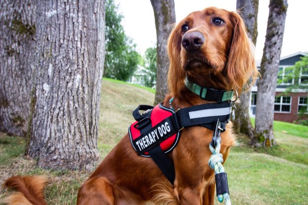 A therapy dog wearing their harness sits and looks to the side