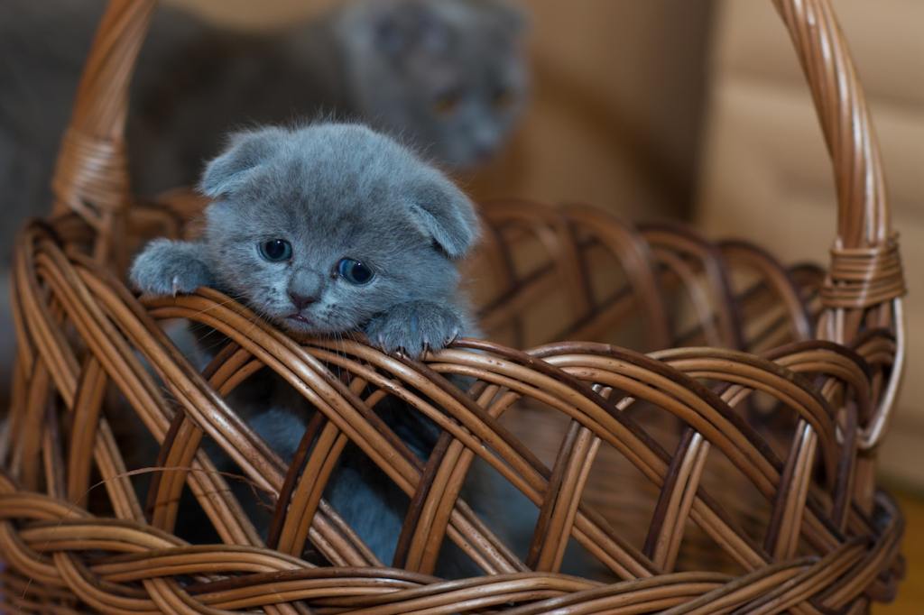 A tiny Russian blue kitten stands inside of a wicker basket with a sad expression