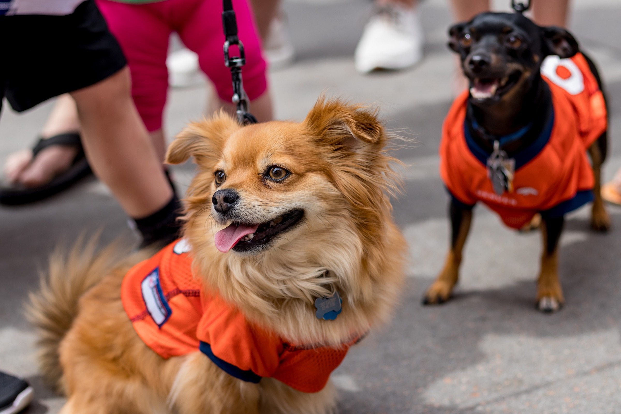 Two small dogs wearing orange jerseys stand outside with people