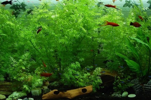 A large aquarium filled with plants and small fish