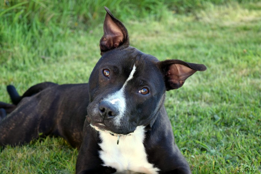 A black and white Staffordshire Bull Terrier lies in the grass, tilting their head