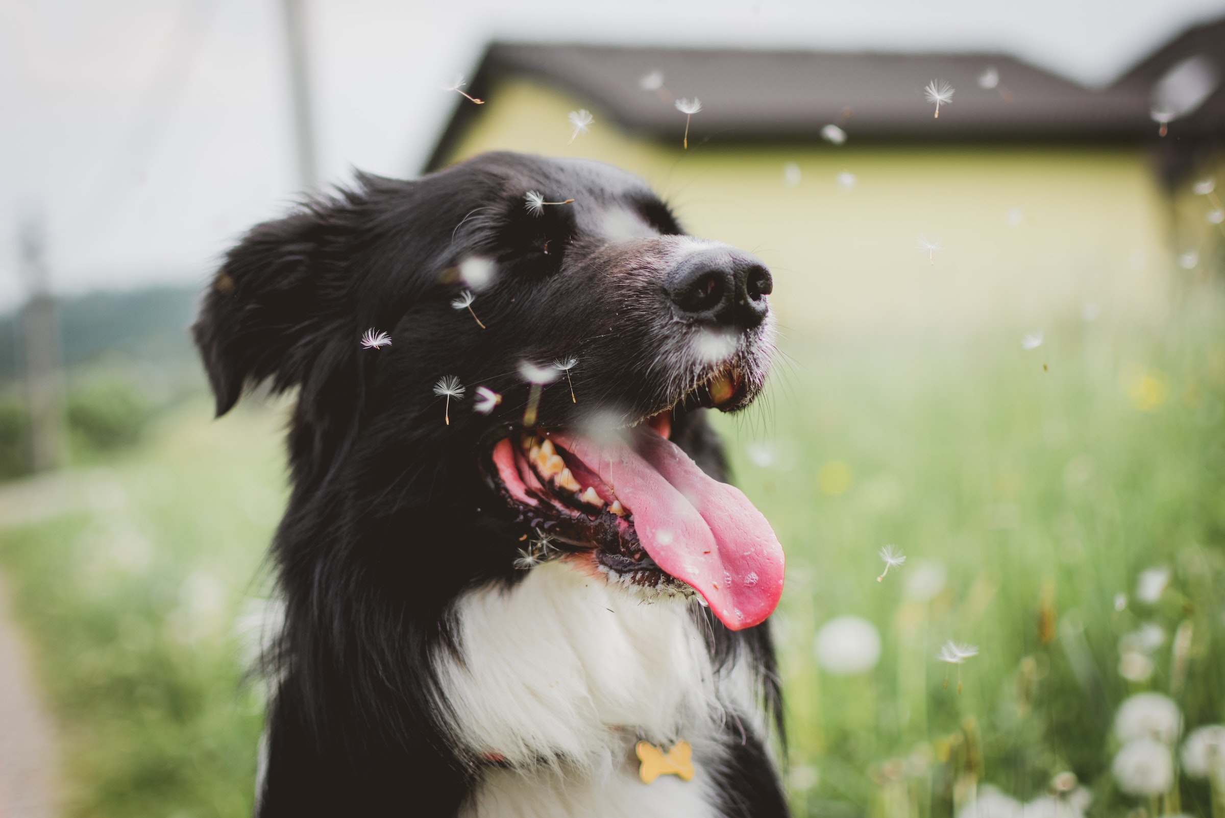 A black and white dog sits with their mouth open and eyes closed while dandelion fuzz flies around