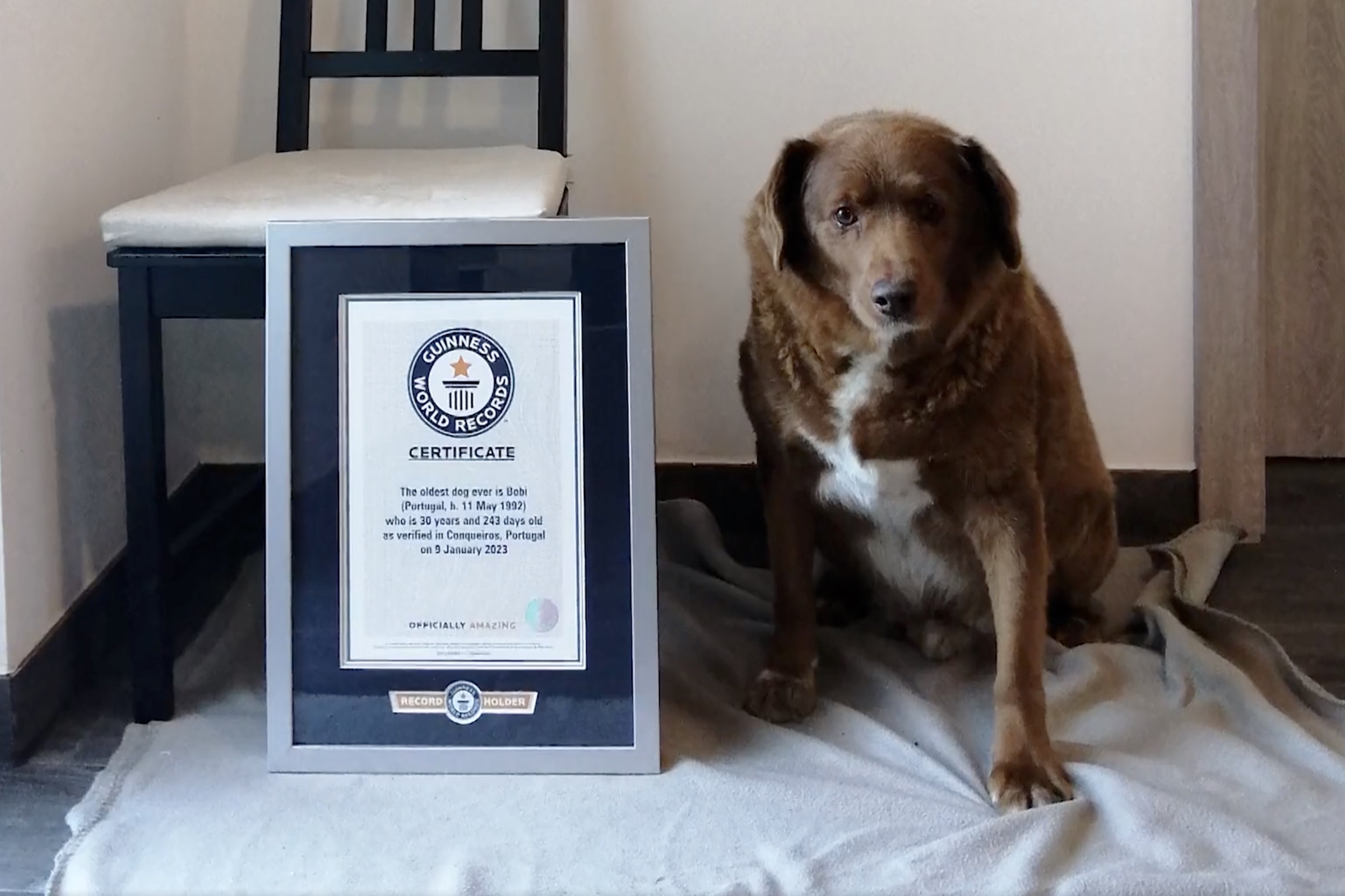 Bobi, the world's oldest dog, sits next to his plaque commemorating his world record