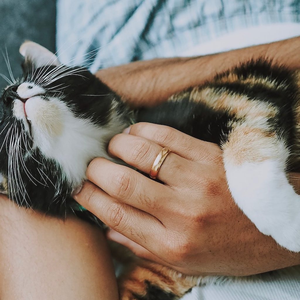 Person wearing a wedding ring holds cat in hands