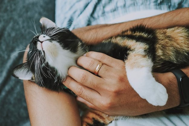 Person wearing a wedding ring holds cat in hands
