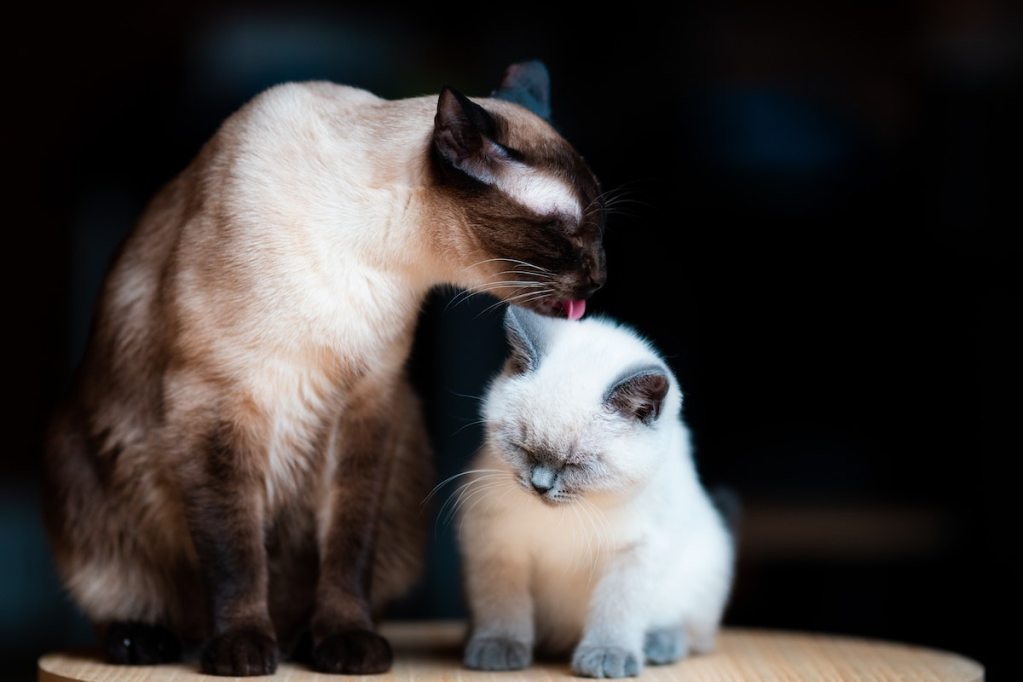 Cat licks her kitten on the head