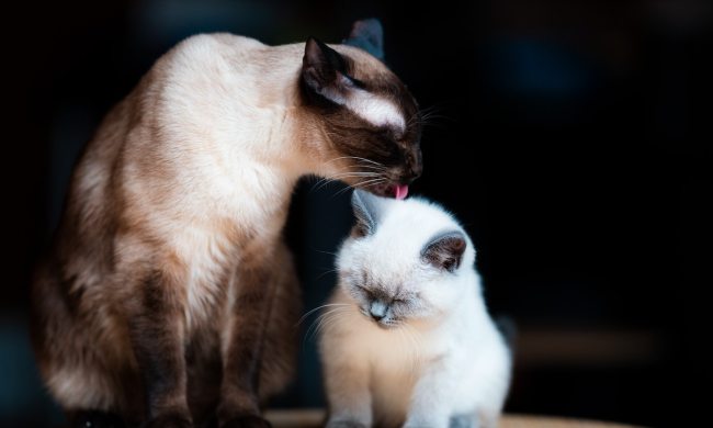 Cat licks her kitten on the head