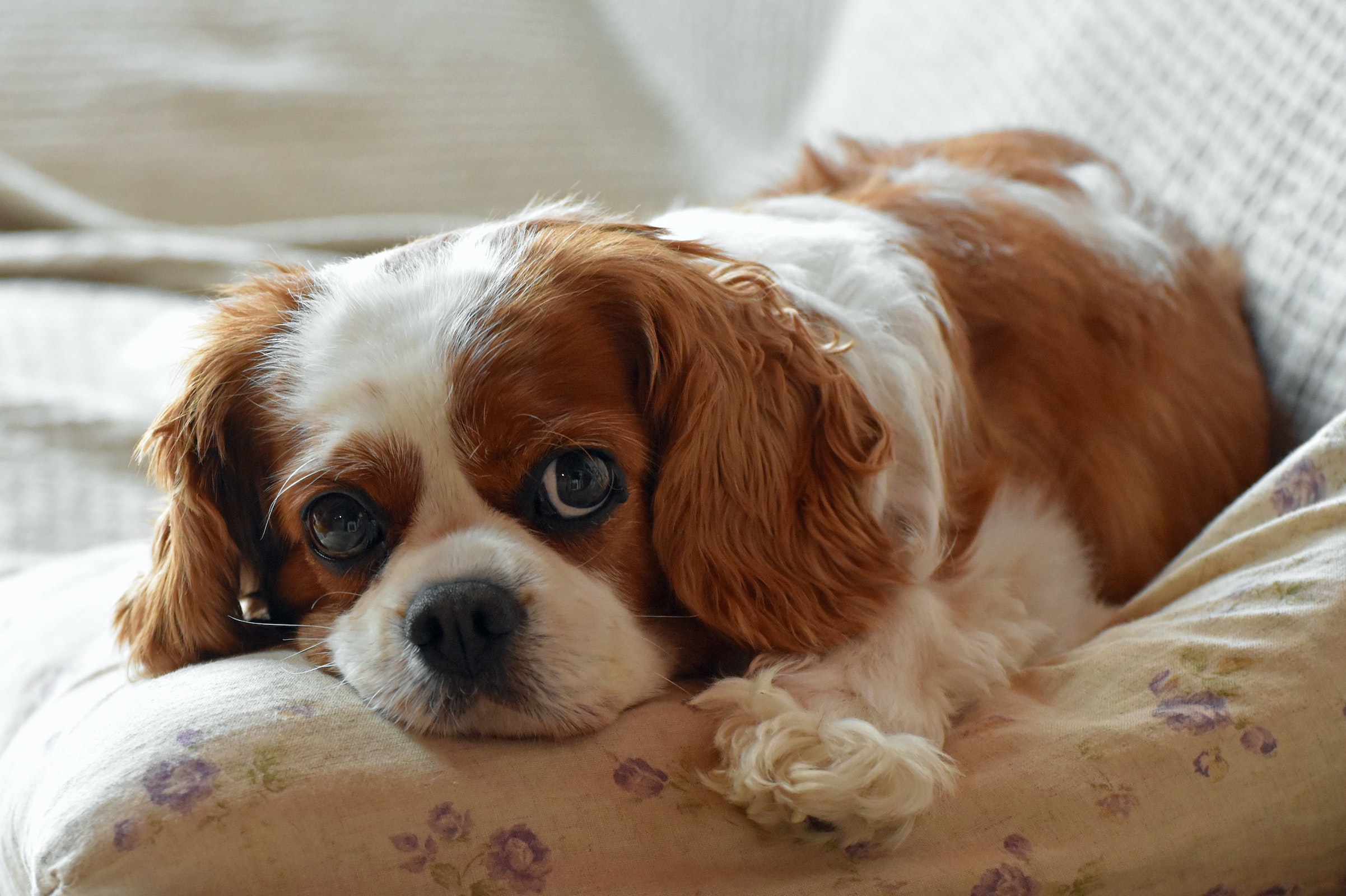 Cavalier King Charles spaniel lies on a pillow and looks into the camera with big eyes