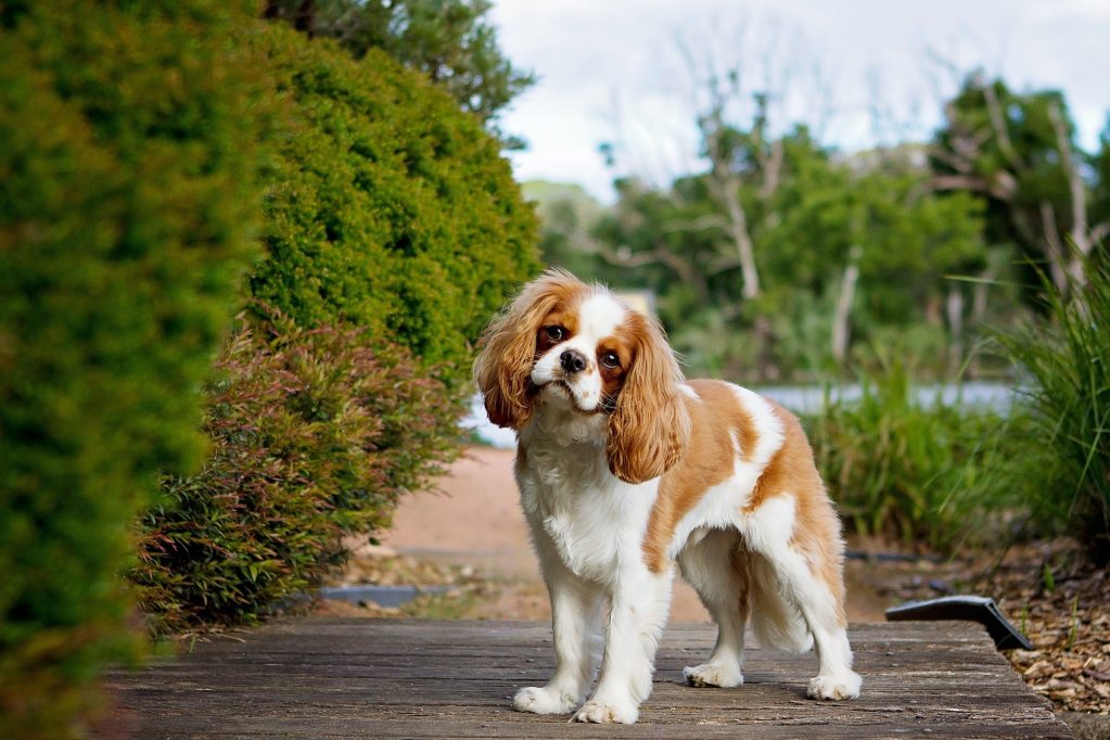 A Cavalier King Charles Spaniel stands on a garden path and looks into the camera