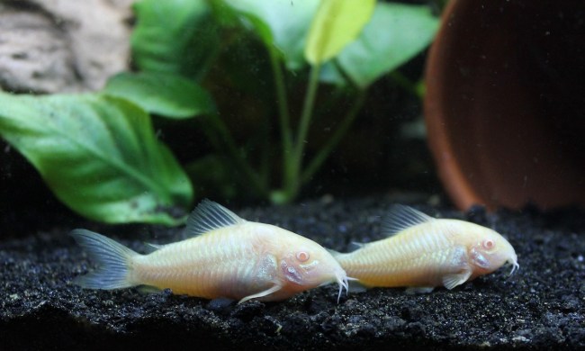 Two cory catfish hang out on the bottom of the tank