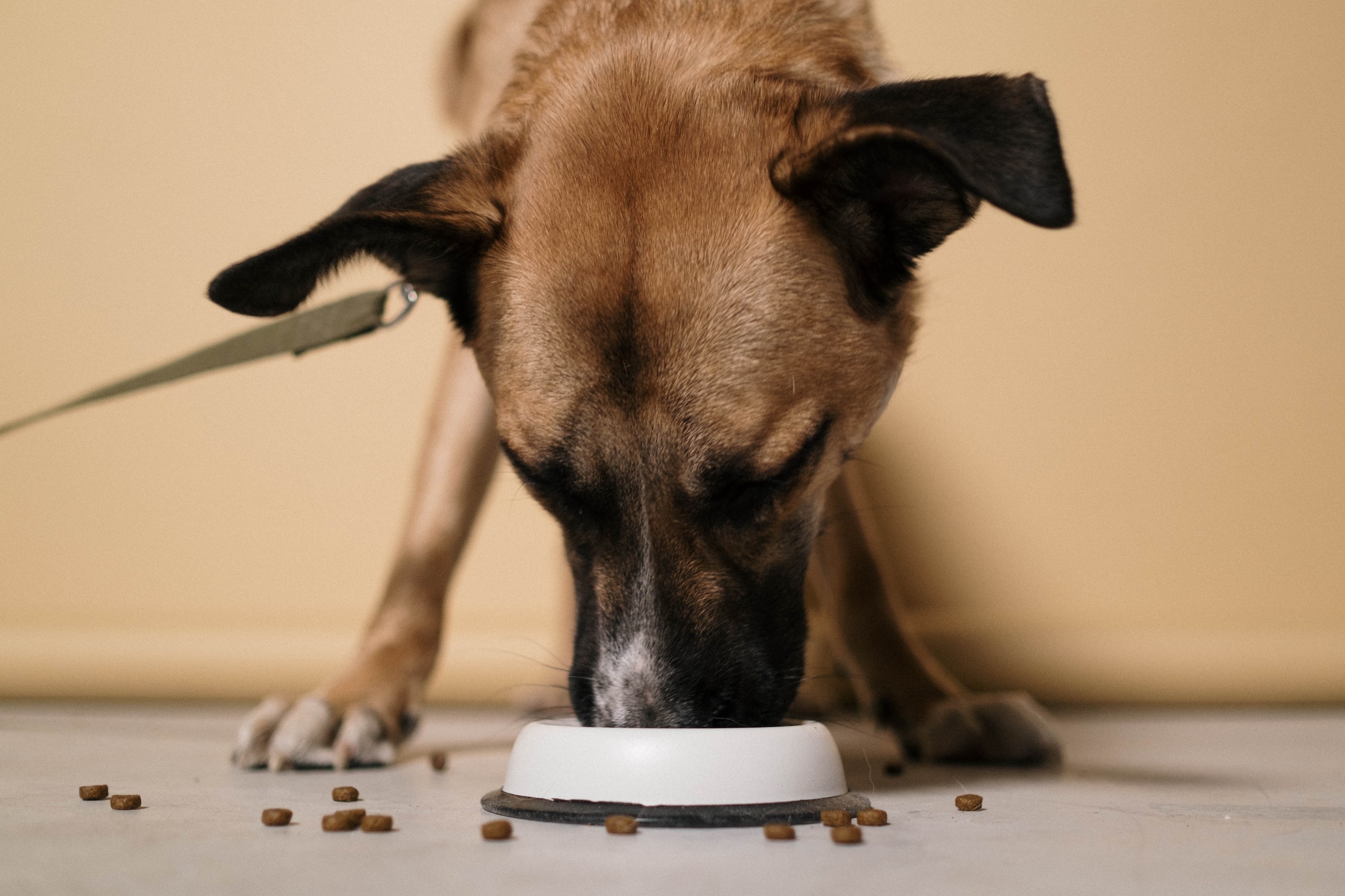 A close up view of a dog eating kibble from a bowl