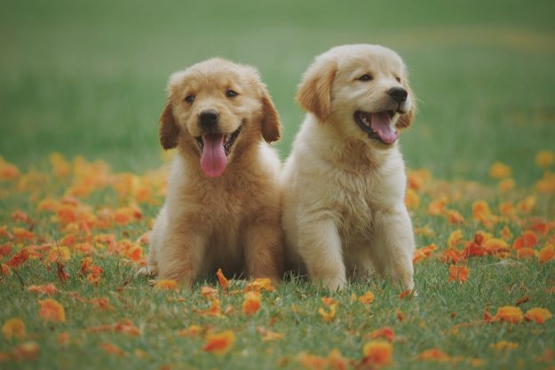 Two puppies sit in a lawn with flowers