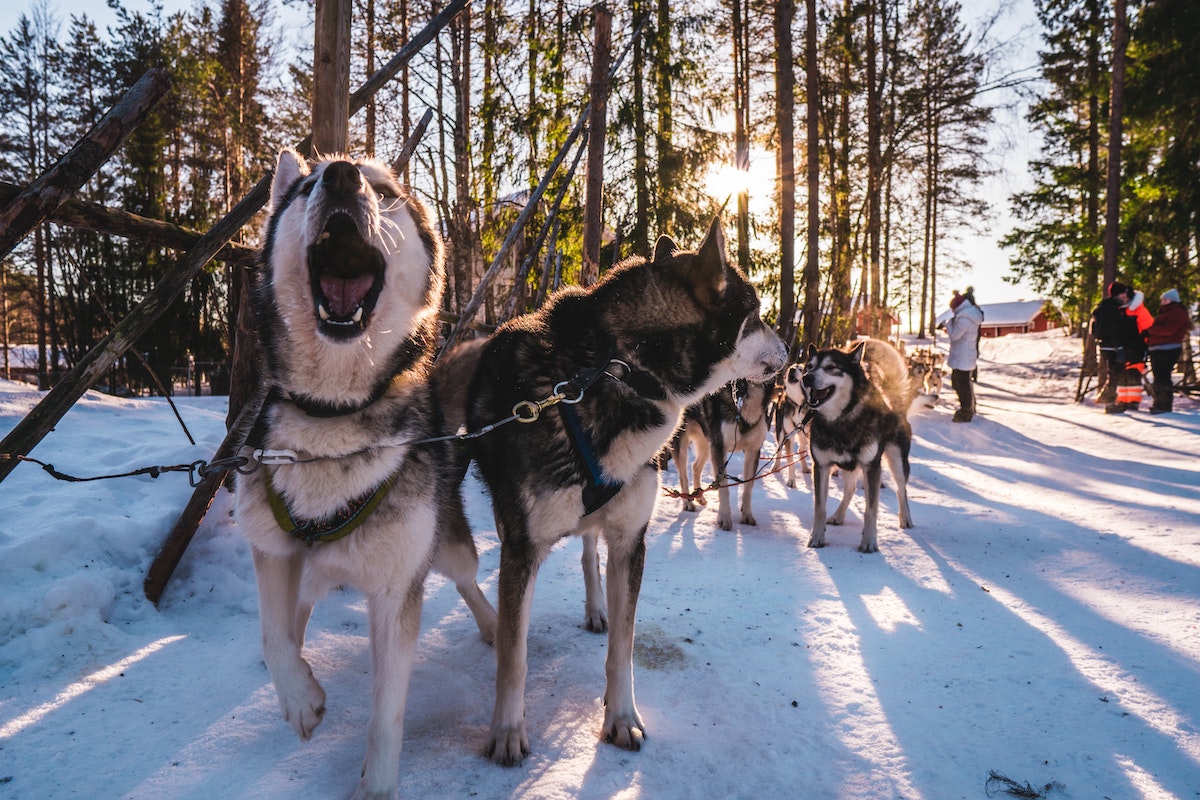 A team of huskies stand in the snow while the leader makes a fuss