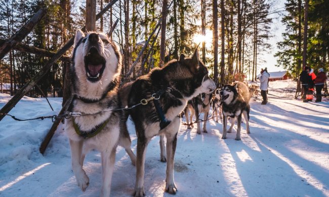 A team of huskies stand in the snow while the leader makes a fuss