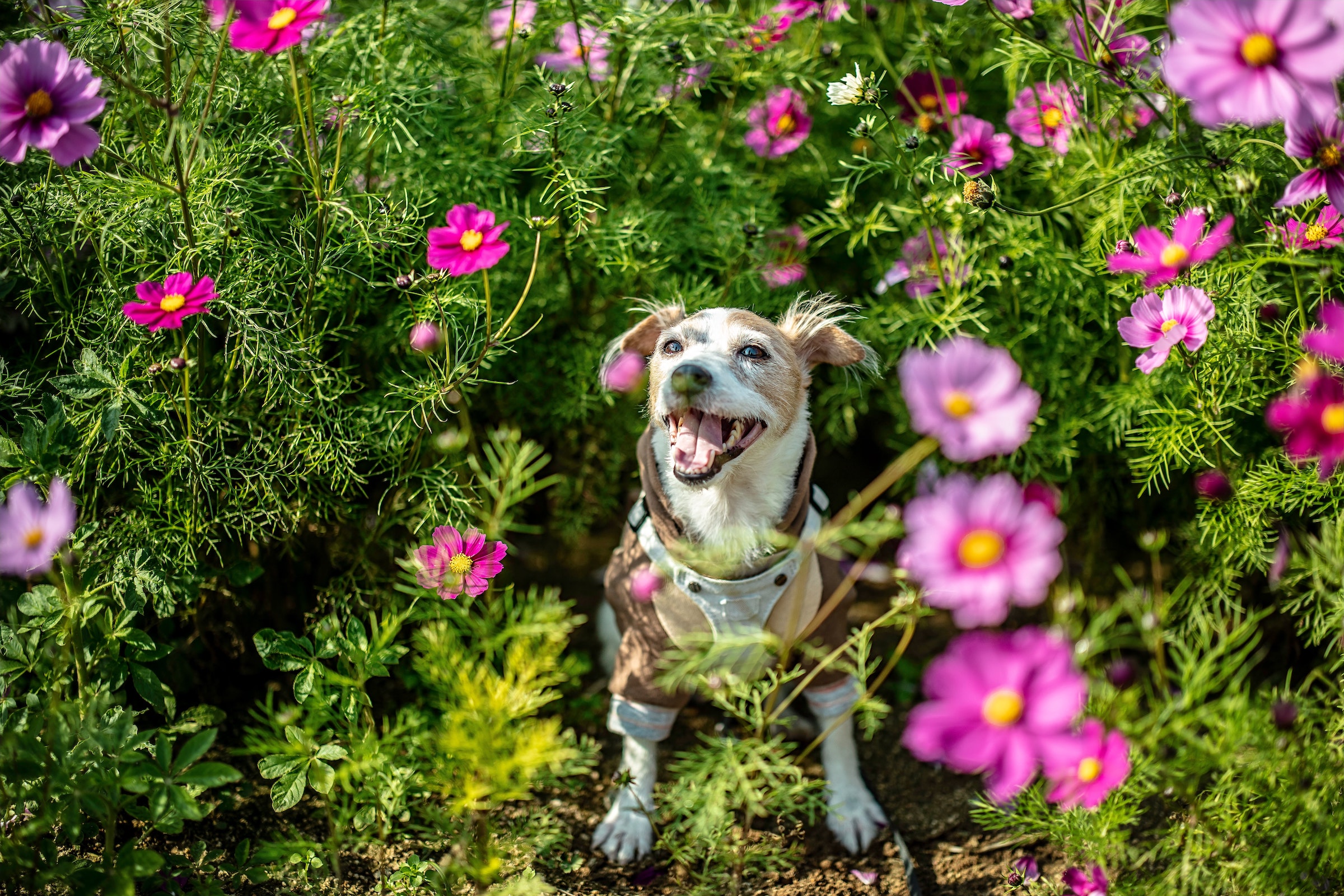 A Jack Russell terrier stands in a flowering bush, looking happy