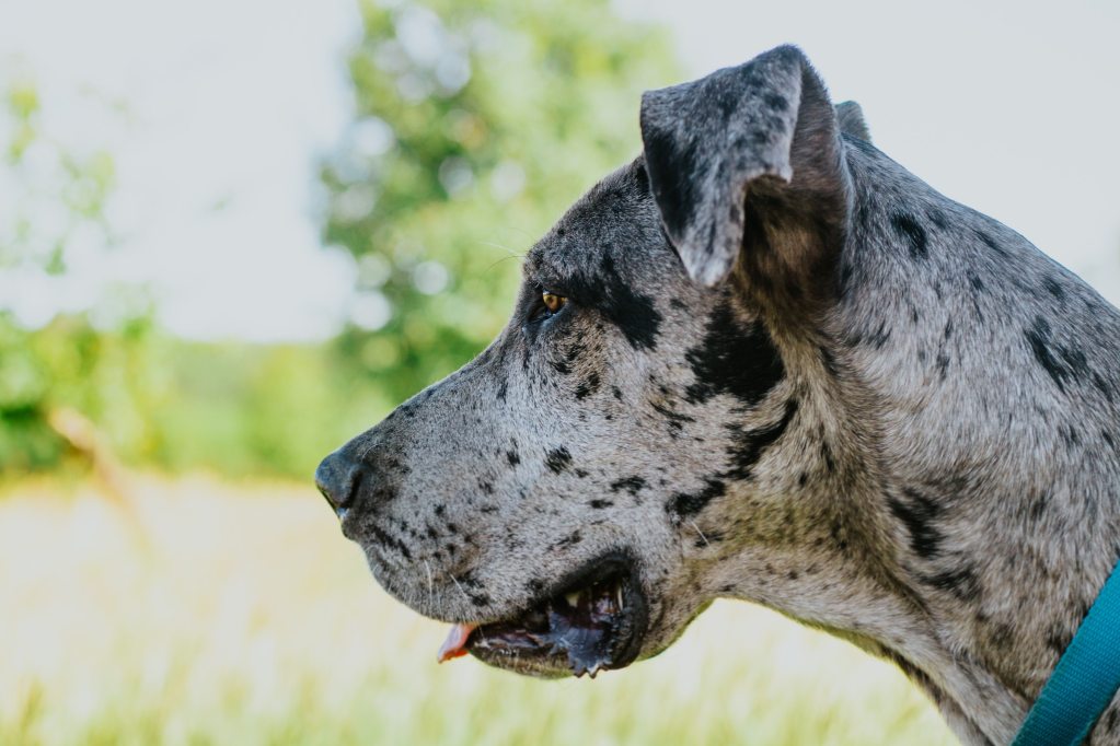 Side profile of a Great Dane