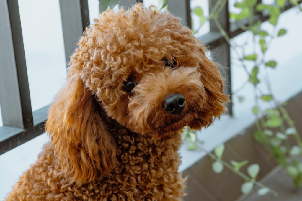 Light brown miniature poodle sitting and looking at the camera