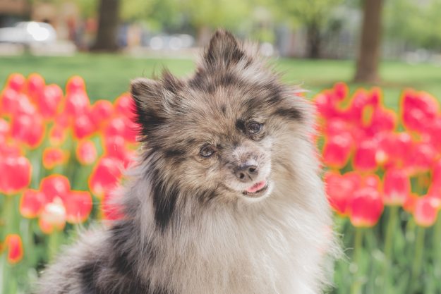A black and white Pomeranian sits in front of a tulip field and gives a head tilt
