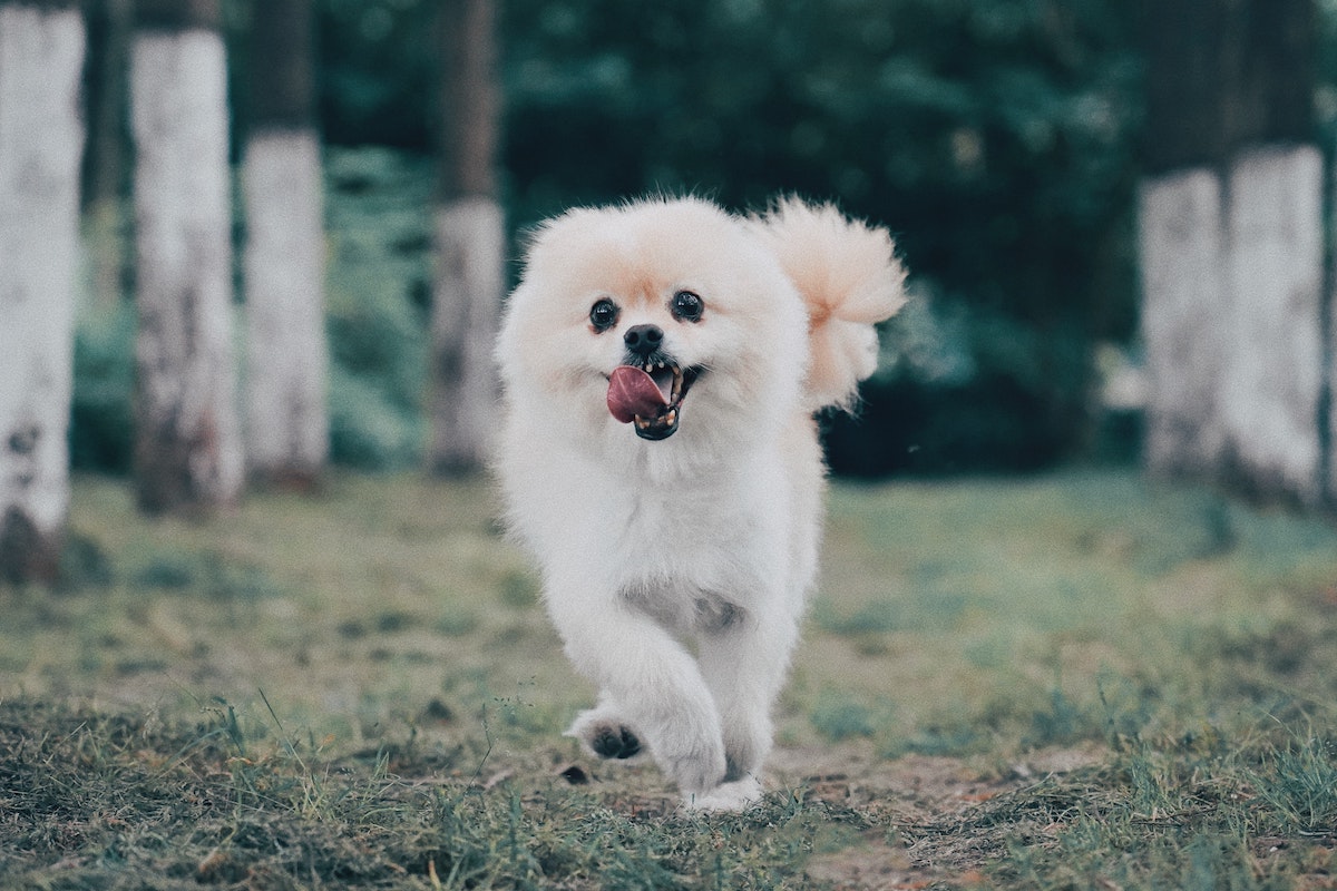 Pomeranian runs with their tongue hanging out