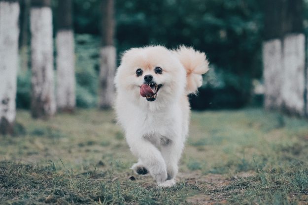 Pomeranian runs with their tongue hanging out