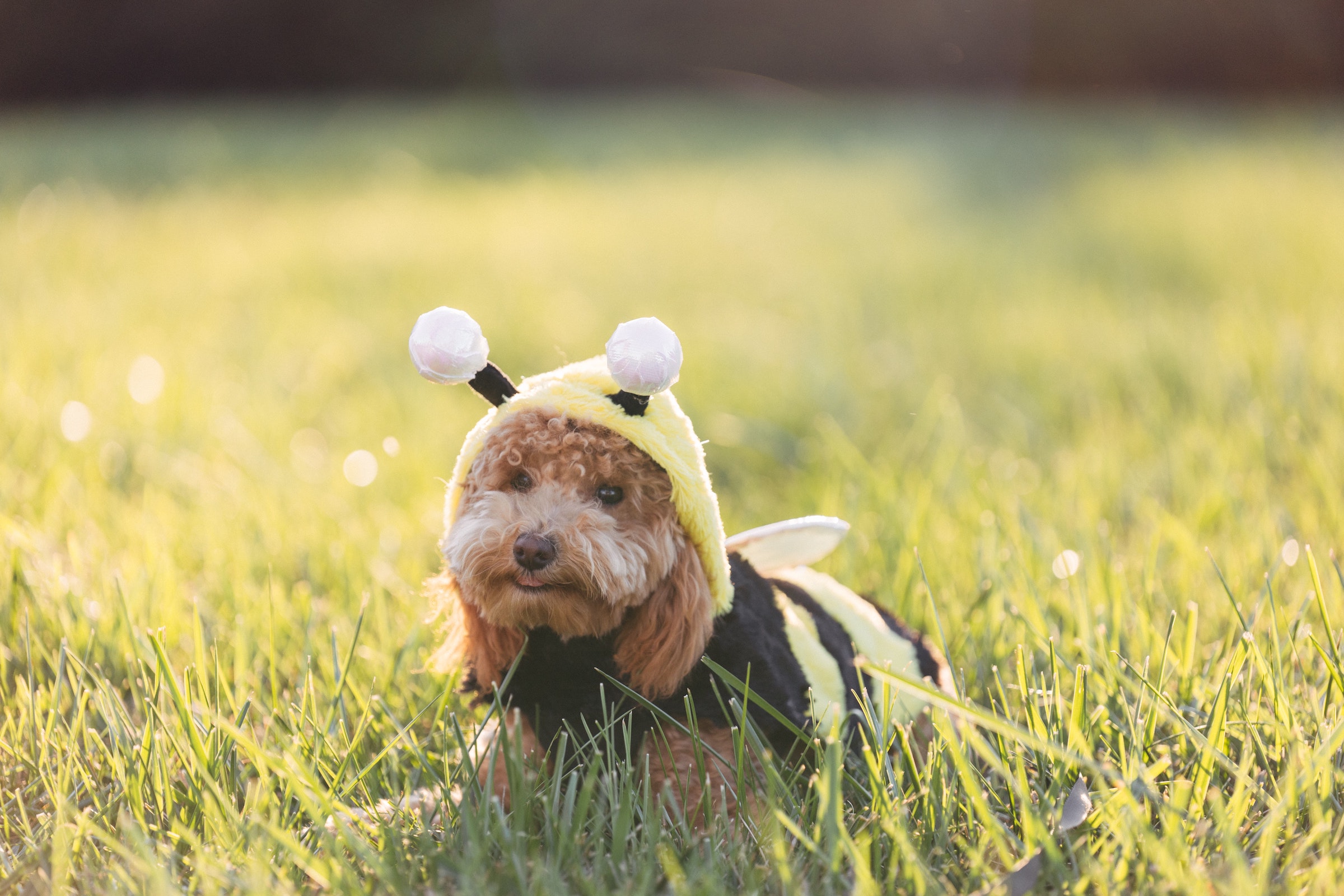 A poodle mix dog dressed in a bee costume sits in a grassy field in the sunshine
