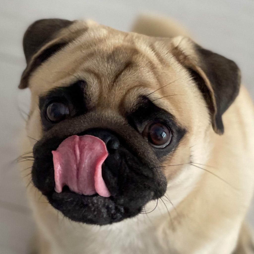 Pug licks their lips and looks into the camera
