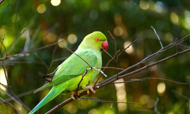 Ringneck bird sits outside in a tree