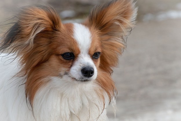Cute small dog stands in front of a blurred background