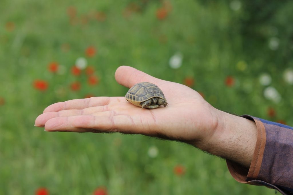 A very small turtle sits in the palm of someone's hand outside