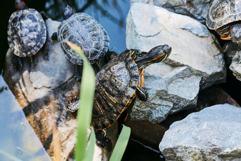 A group of turtles sun in the pond on rocks